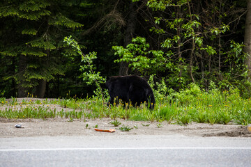 Black bear (Ursus americanus) in Glacier National Park, Canada