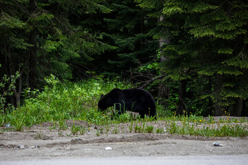 Black bear (Ursus americanus) in Glacier National Park, Canada