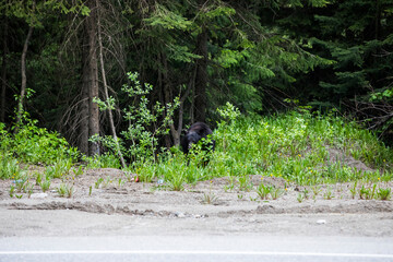 Black bear (Ursus americanus) in Glacier National Park, Canada