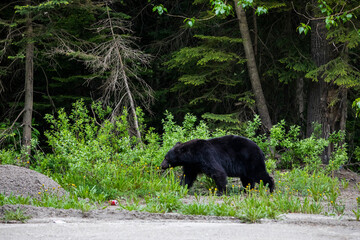 Black bear (Ursus americanus) in Glacier National Park, Canada