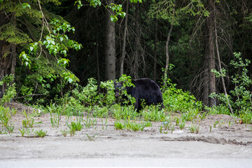 Black bear (Ursus americanus) in Glacier National Park, Canada