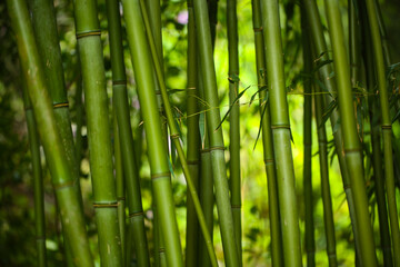 Phyllostachys bissetii bambus in a botanical garden