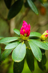 Fototapeta premium rhododendron bush in a botanical garden, munich bavaria