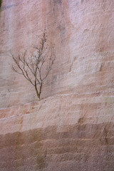 tree bark background
