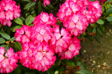 Rhododendron im Frühling, 
