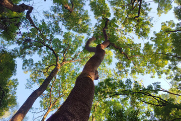 Two slender tall ash trees in the last rays of the setting sun