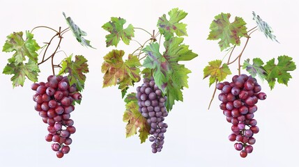 Set of Ripe Grapes with Leaves Cut Out 8K

