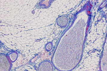 Histological Brain of mouse, Cerebellum, Sympathetic ganglion And Peripheral nerve of cat under the...
