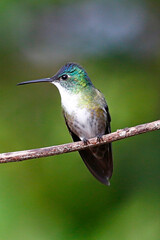 Azure-crowned Hummingbird (Saucerottia cyanocephala), taken in Honduras.