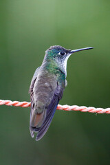 Azure-crowned Hummingbird (Saucerottia cyanocephala), taken in Honduras.