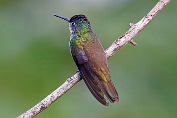 Fototapeta premium Azure-crowned Hummingbird (Saucerottia cyanocephala), taken in Honduras.
