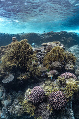 coral reef in sea