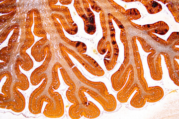 Histological Brain of mouse, Cerebellum, Sympathetic ganglion And Peripheral nerve of cat under the...