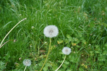 Reifer L&ouml;wenzahn (Pusteblume) auf einer Wiese im Fr&uuml;hling