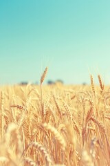 Fototapeta premium Natural Summer Scene: Wheat Field blurred