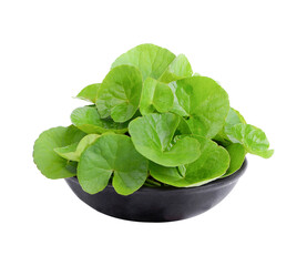 Centella asiatica in a black ceramic  bowl.