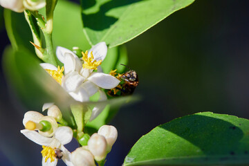 Honey bee perching on white flower