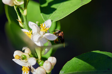 Honey bee perching on white flower