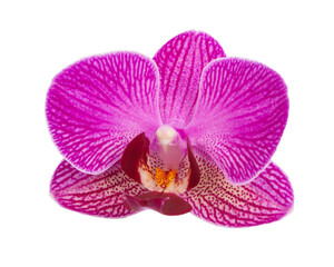 Purple orchid flower with veins isolated on a white background