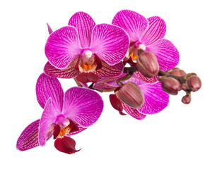 Purple orchid flower with veins isolated on a white background