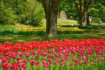 Obraz premium チューリップが咲き誇る公園の風景