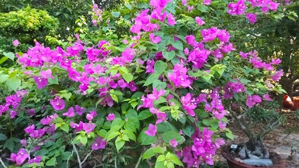 Close up of bougainvillea flower blooming in the garden at Mekong Delta Vietnam.