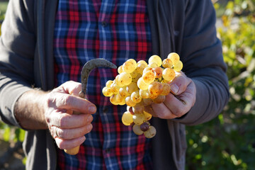 Man's hands collecting ripe white grapes in late summer