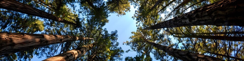 Obraz premium forest background landscape