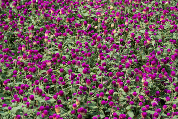 Obraz premium Purple Globe Amaranth