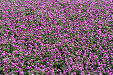 Obraz premium Purple Globe Amaranth