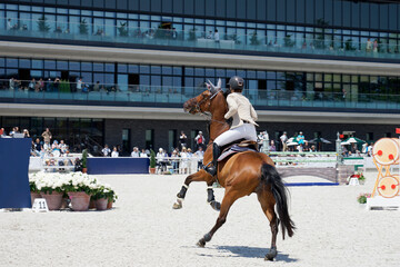 乗馬　障害競技で躍動する馬