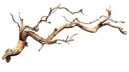 Dry twisted jungle branch isolated on transparent background