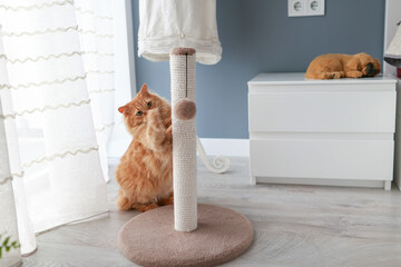 The cat is playing with a ball hanging on a scratching post in the room