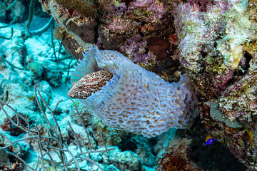 Graysby grouper hiding in a sponge, Coral reef in Bonaire