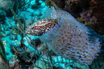 Graysby grouper hiding in a sponge, Coral reef in Bonaire