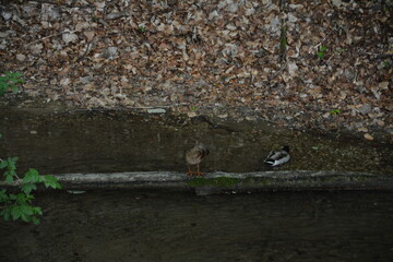 Photographs in the nature of Germany. The Urach Waterfalls are located in the town of Bad Urach.