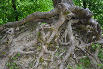 Photographs in the nature of Germany. The Urach Waterfalls are located in the town of Bad Urach.