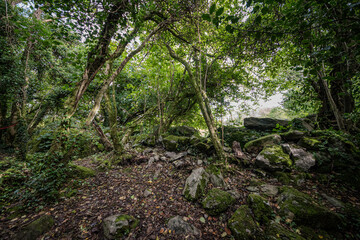 enger Pfad durch dichen Wald