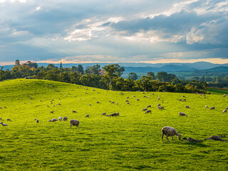 Yarra Valley Sheep Grazing In Sunlit Paddock