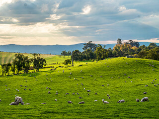 Yarra Valley Sheep Grazing Late Afternoon