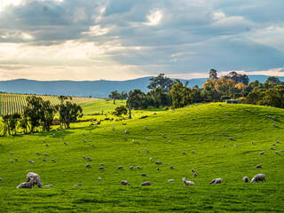 Fototapeta premium Yarra Valley Sheep Grazing Late Afternoon