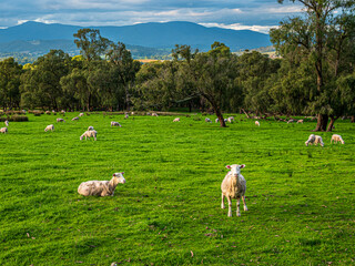 Yarra Valley Sheep Paying Attention