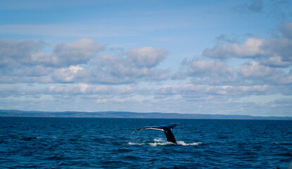 Fototapeta premium Buckewal im St. Lorenz Strom