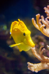Yellow tang fish (Zebrasoma flavescens) front view 