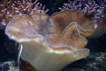 Toadstool Mushroom Leather Coral (Sarcophyton sp) reef saltwater tank