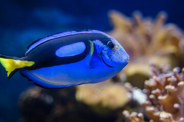 Regal blue tang (paracanthurus hepatus) popular marine aquarium fish
