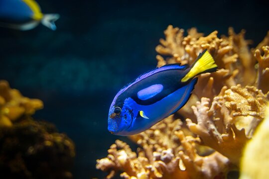 Blue Tang fish  is a species of Indo-Pacific surgeonfish