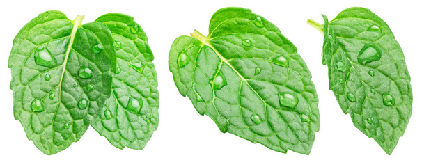 Set of green fresh peppermint leaves with water drops isolated on white background. Full depth of...