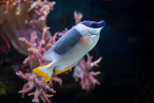 Magnificent rabbitfish (Siganus magnificus) tropical fish Indian Ocean