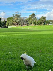 cockatoos in the park © ying